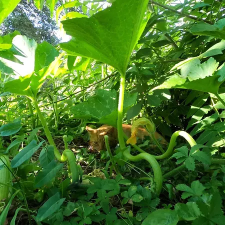 Seme Di Luna בית הארחה Canneto (Pisa)